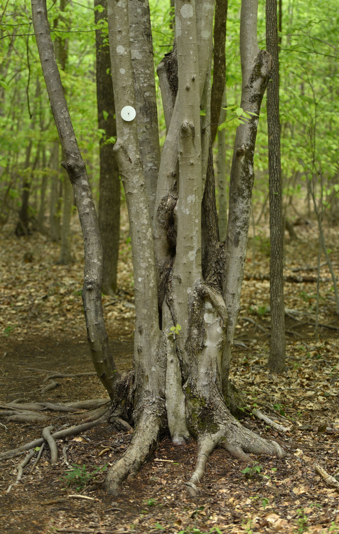Cascades Preserve